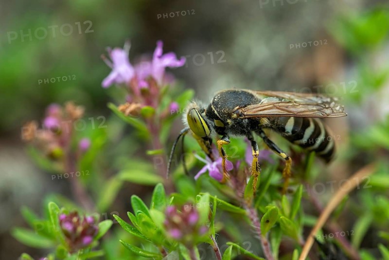 Bembix rostrata, common European sand wasp, crabroniade, hymenoptera, gyro wasp, digging wasps, insects, rostrates bembix wasp