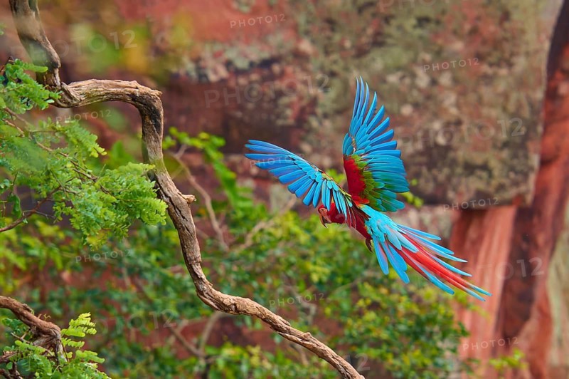 A colourful parrot sits on a branch with its wings wide open in front of a red rock, Green-winged Macaw, or Dark Scarlet macaw (Ara chloroptera), Buraco Das Araras, Bonito, Pantanal, Brazil