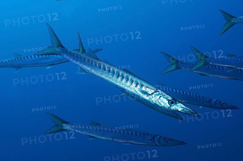 A school of barracuda (Sphyraena sphyraena) swims energetically in the blue ocean, at the Giens Peninsula dive site, Hyères, Porquerolles, Provence, Côte d'Azur, Mediterranean Sea, France