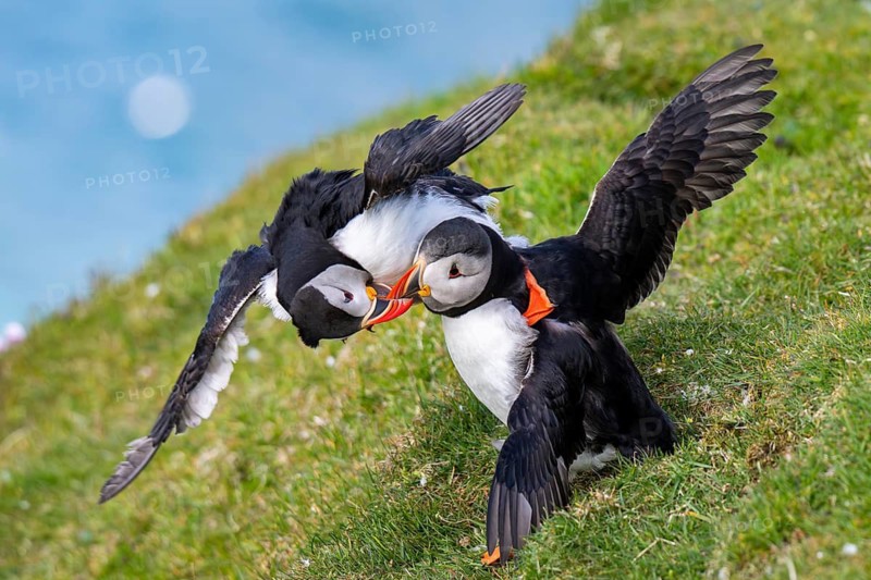 Two puffins (Fratercula arctica), puffins, fighting, Hermaness National Nature Reserve, Unst, Shetland Islands, Scotland, United Kingdom