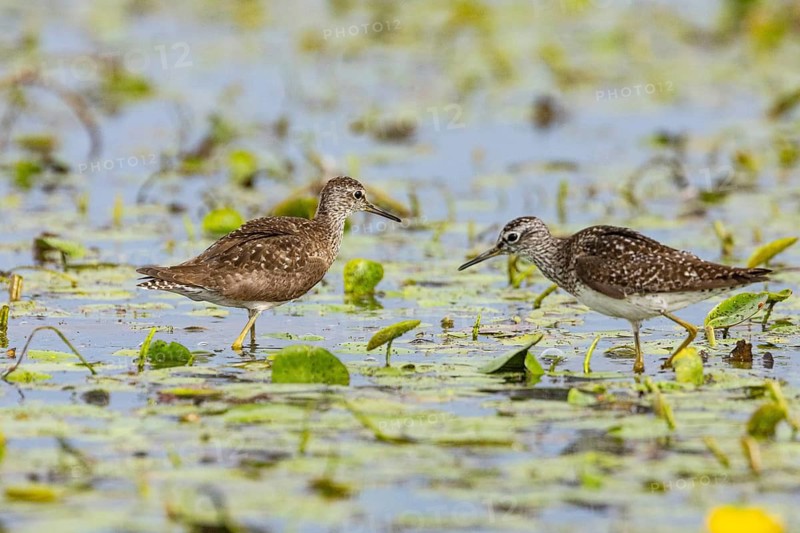 Spotted Redshank (Tringa erythropus) Hungary