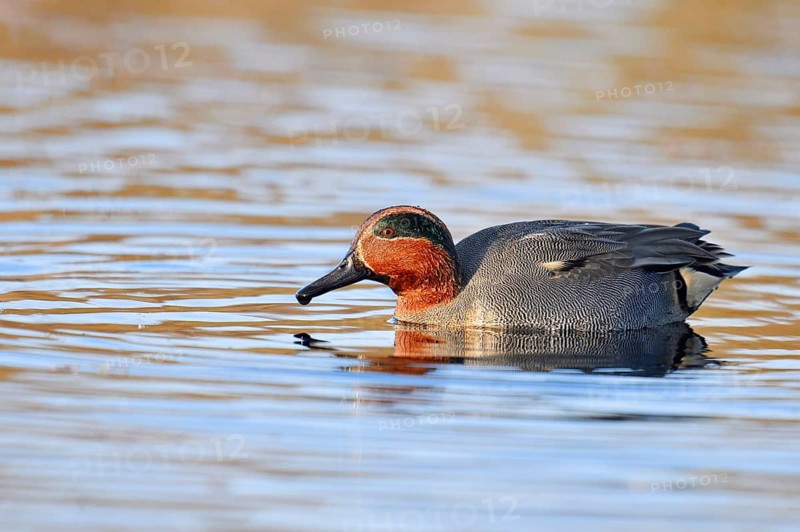 Teal (Anas crecca), drake, North Rhine-Westphalia, Germany