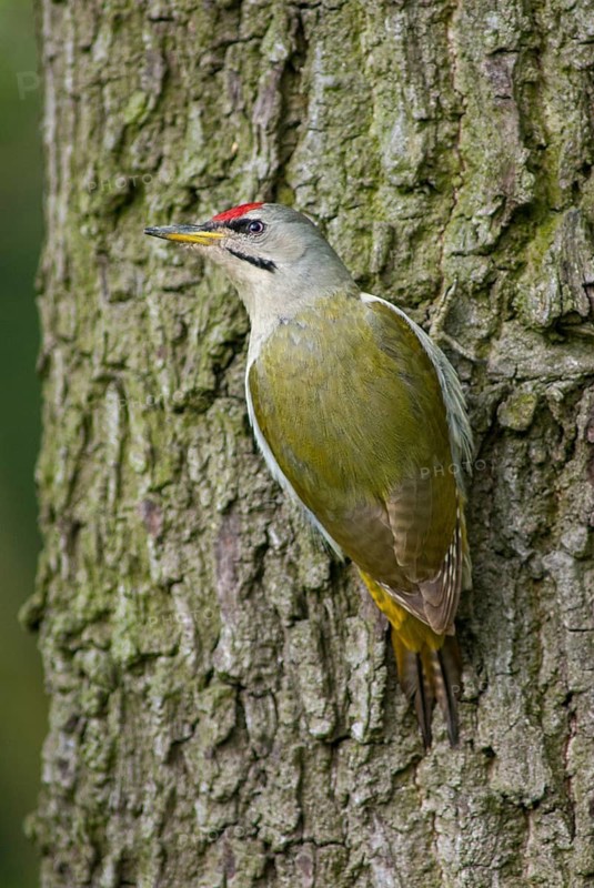 Grey-headed Woodpecker woodpecker, grey-faced woodpecker, grey-headed woodpecker, picus canus, birds, high size, portrait format, male, piciformes, woodpeckers, birds, woodpecker