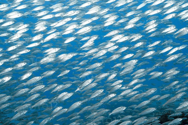 Close-up of a dense school of European sardines (Sardina pilchardus) near the water's surface, with reflections of light, dive site: Faro Reef, Arguineguín, Gran Canaria, Spain, Atlantic Ocean