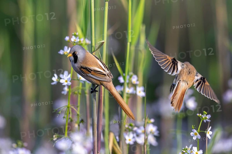 Two bearded reedlings, bearded tits (Panurus biarmicus) in reedbed perched on reed stem at wetland in spring