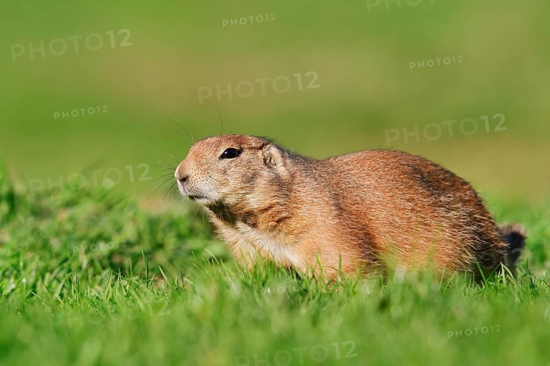 Black-tailed prairie dog (Cynomys ludovicianus) sitting in a meadow, North America