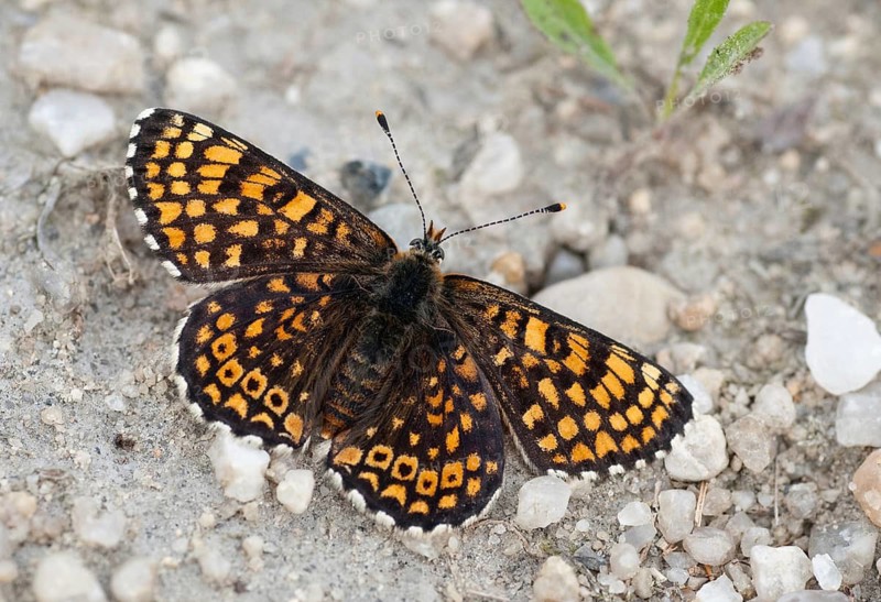 Brandenburg, common cheek moth, Germany, Glanville Fritillary, Melitaea Cinxia, Nabu, national natural heritage, natural paradise Grünhaus, plantain cheekmoth, post-mining landscape, butterfly, green house, insects, butterfly, butterflies