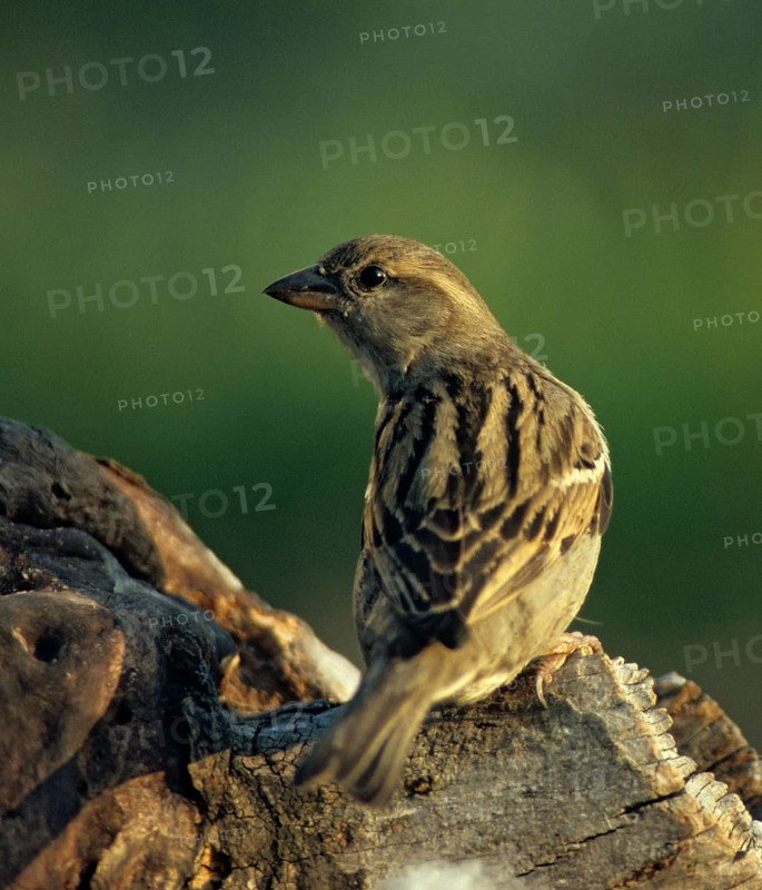 House Sparrow, Passer Domesticus, Sparrow, Birds, Female, High Size, Portrait, Passeri, Songbirds, Sparrow, Sparrow, Sparrow, Sparrow, Sparrow, Sparrow, Sparrow, Birds, Female