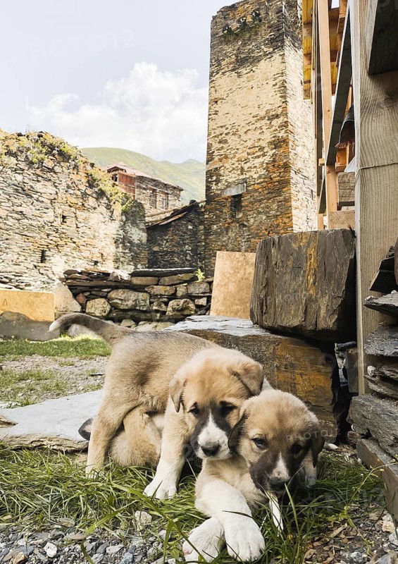 Ushguli Georgia two Caucasian Shepherd puppy dogs cuddle play by ancient Svan towers stone village UNESCO heritage site mountain landscape rural life traditional architecture pet animal mountain dog