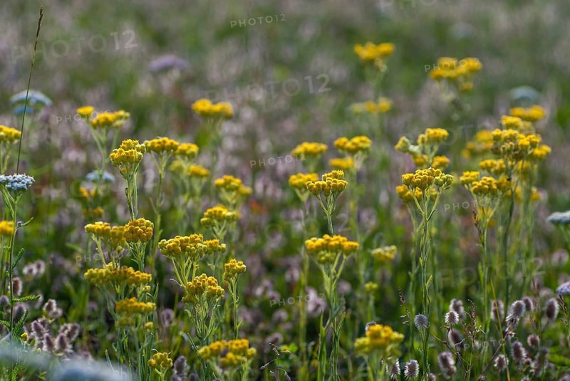 Asteraceae, Brandenburg, Germany, helichrysum arenarium, daisy, nabu, sandstraw flower, post-mining landscape, dwarf everlast, flora, greenhouse, immortelle, plants, plants