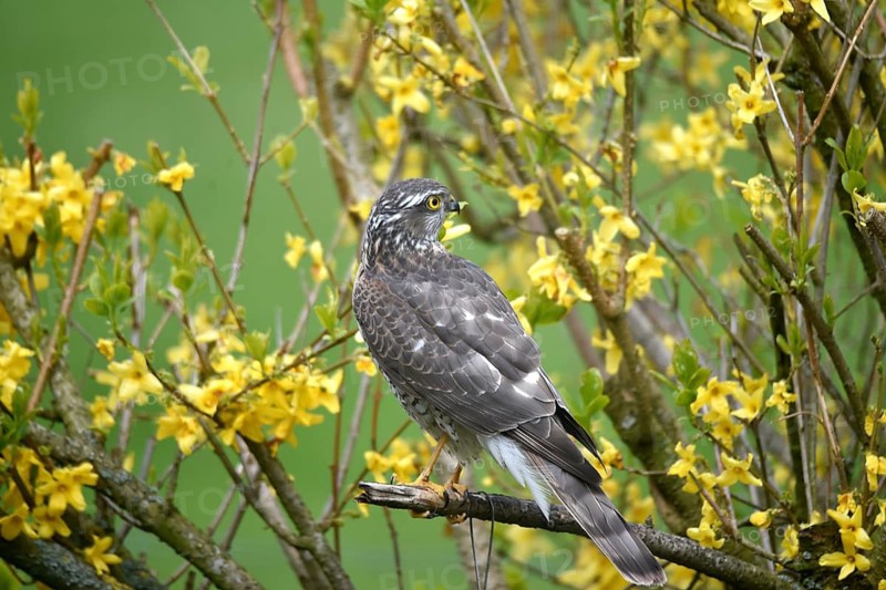Sparrowhawk, (Accipiter nisus) Bird of prey in Forsythia, Schleswig-Holstein, Germany