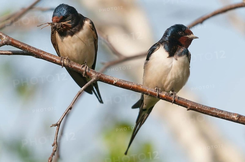 Hirundo rustica, house martin, swallow, birds, nest building, passeri, swallows, songbirds, songbirds, birds