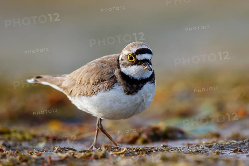 Little Ringed Plover (Charadrius dubius), North Rhine-Westphalia, Germany