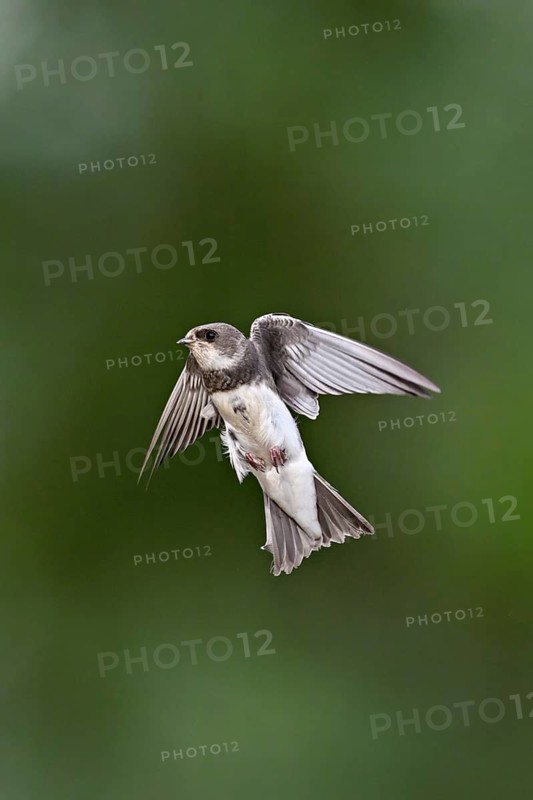 Sand Martin (Riparia riparia), in flight, Reussegg Nature Reserve, Canton of Aargau, Switzerland