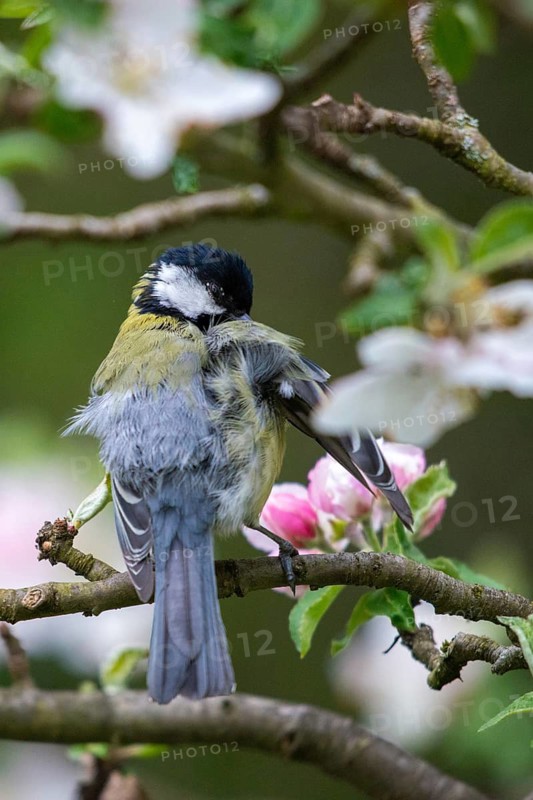 Great tit, great tit, fruit tree blossom, parus major, birds, spring, garden birds, plumage care, high size, portrait format, tits, preening, songbirds, songbirds, spring, tits, birds