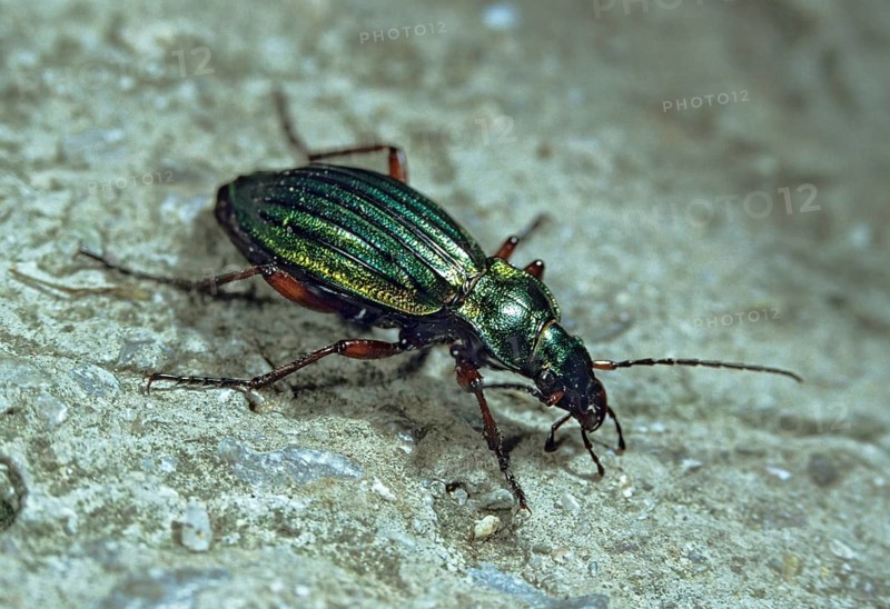 Carabus auronitens, shiny golden ground beetle, beetle, insects, beetles