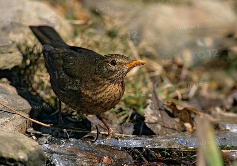 Blackbird, Turdus Merula, Birds, Ice, Female, Leo, Passeri, Songbirds, Thrush, Birds, Female, Winter