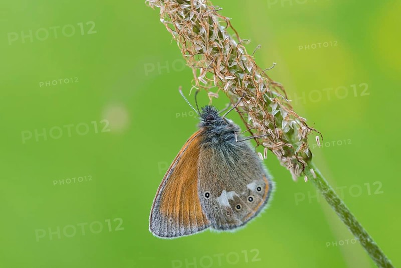 Chestnut heath, coenonympha glycerion, rust-brown meadowbird, red-brown meadowbird, butterfly, insects, butterfly, butterflies
