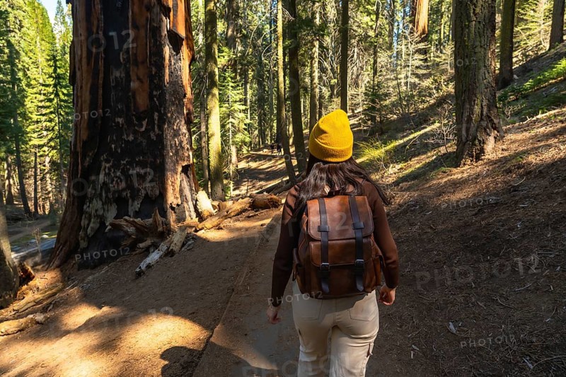 Woman in warm beanie and backpack walking a sunlit redwood forest trail, surrounded by towering trunks and lush green undergrowth, peaceful outdoor adventure