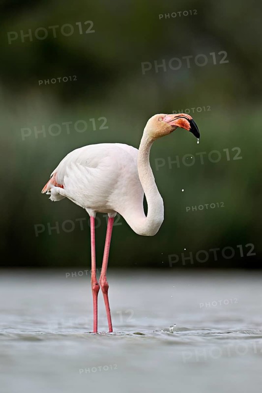 A greater flamingo (Phoenicopterus roseus), standing in the water, Camargue Regional Nature Park, southern France