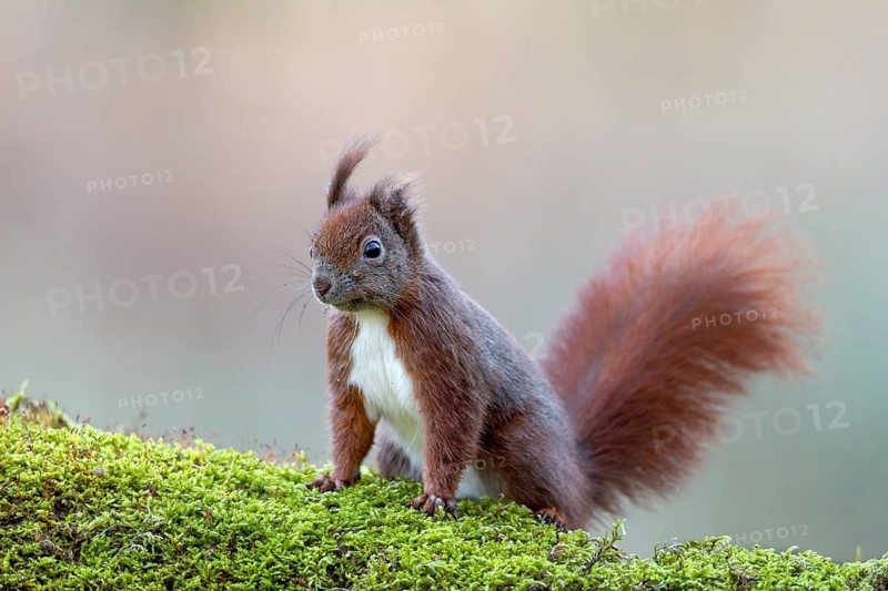 The squirrel (Sciurus vulgaris) keeps a watchful eye on its surroundings, in particular it must fear attacks from hawks in open areas, sweet, cute, January, Germany
