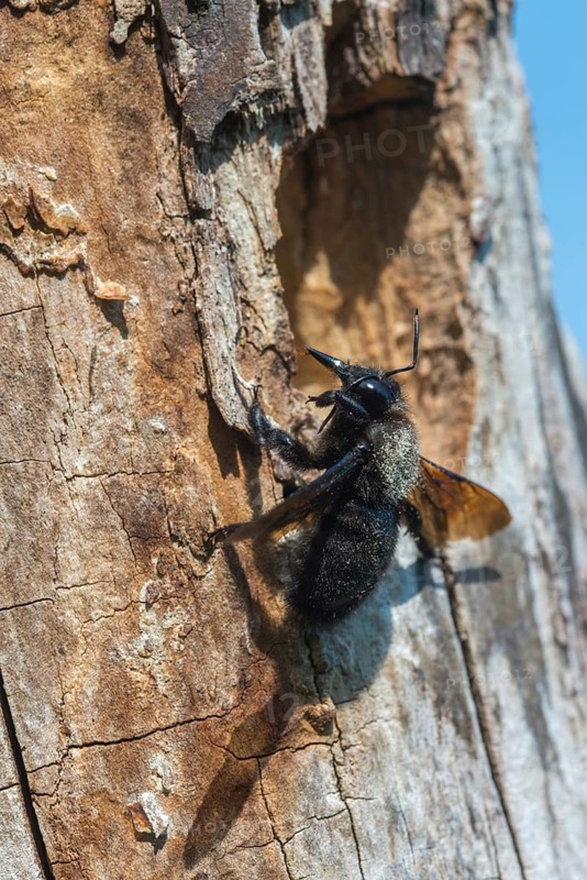 Apidae, bees, blue wood bee, large wood bee, hymenoptera, violet-winged wood bee, xylocopa violacea, high size, portrait format, insects, violet carpenter bee