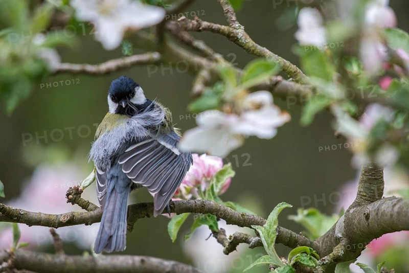 Great tit, great tit, fruit tree blossom, parus major, birds, spring, garden birds, plumage care, tits, preening, songbirds, spring, tits, birds