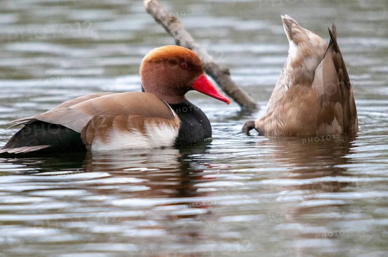 Common duck, netta rufina, red-crested pochard, anatidae, birds, ducks, ducks, ducks, female, male, male, birds, waterbirds, waterbirds, female