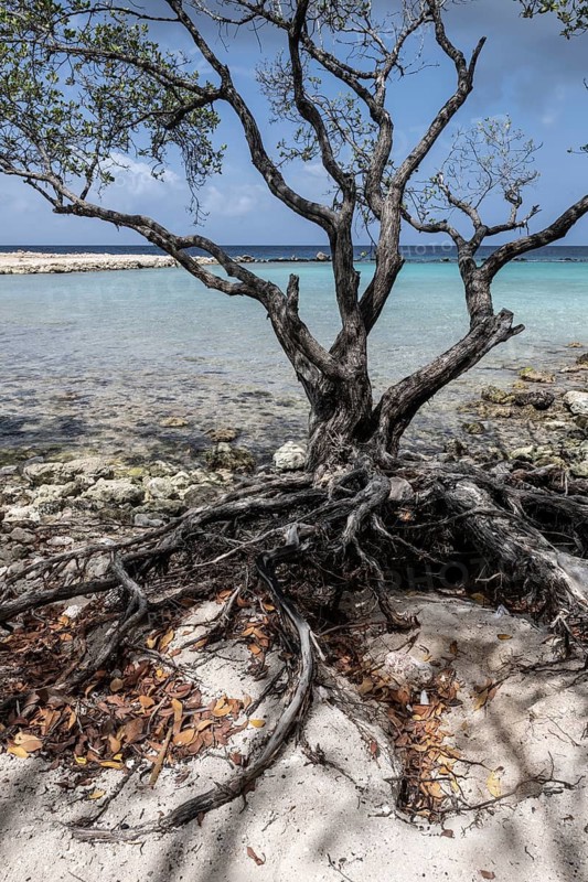 Manchineel tree (Hippomane mancinella), Curacao