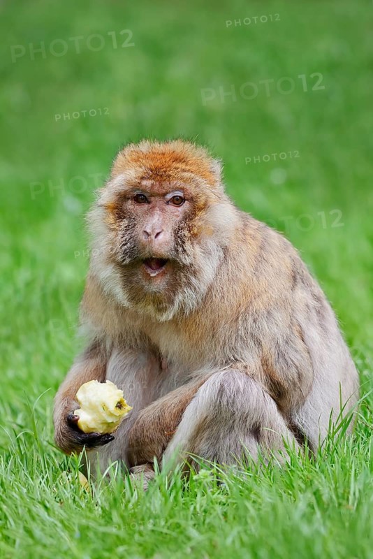 Barbary macaque or magot (Macaca sylvanus), female sits in a meadow and eats an apple, found in Morocco, Algeria and Gibraltar