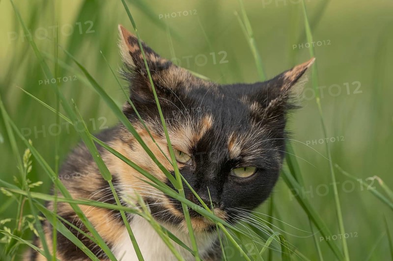 A black, ginger-colored cat stands among tall grasses. He looks around carefully. It is a wonderful day outdoors