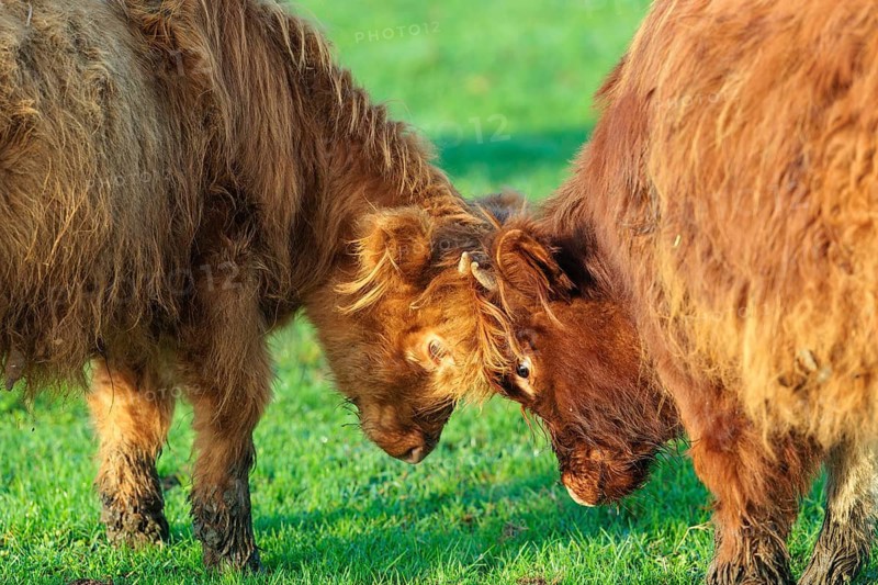 Friends. Early one sunny morning, two Highland calves (Bos primigenius taurus) stand head to head in a green pasture at the edge of the forest. Bavaria, Germany