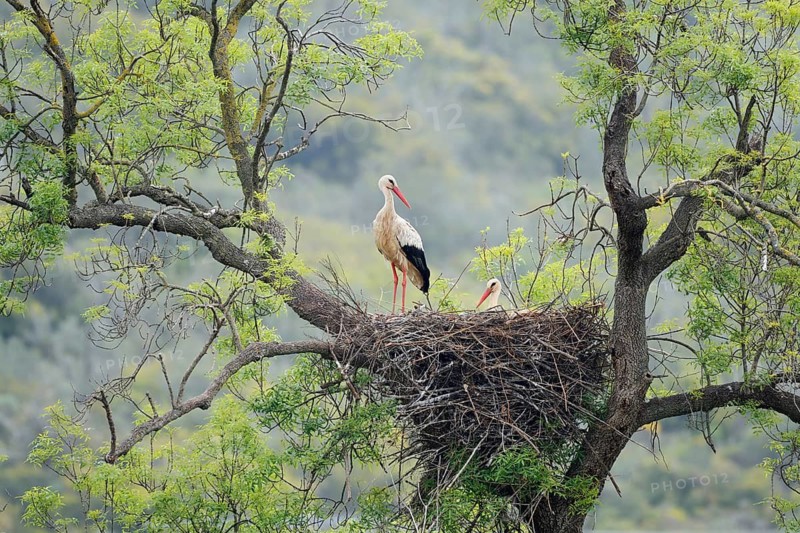 White stork (Ciconia ciconia), pair on the nest in a tree, Algarve, Portugal