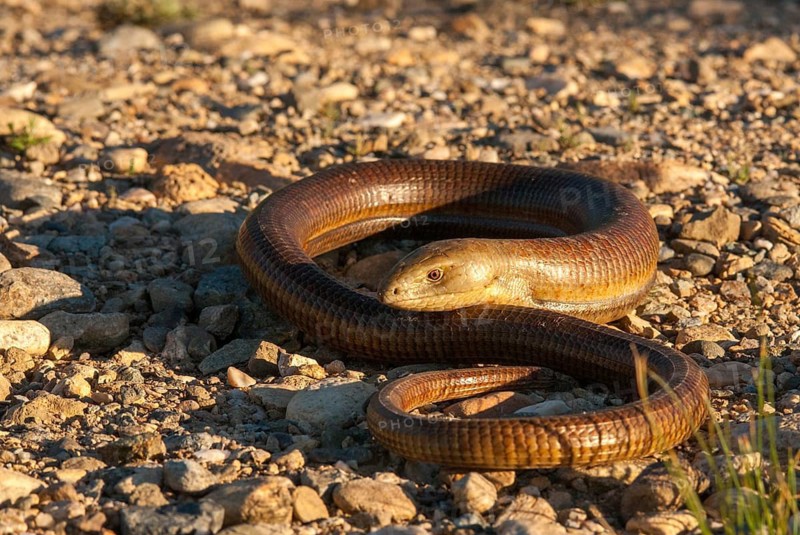 European Glass Lizard, Ophisaurus Apodus, Pseudopus Apodus, Scheltopusik, Bulgaria, Critters, Lizards, Panzerschleiche, Reptilia, Reptilia