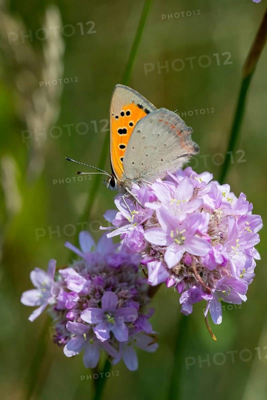 Fire butterfly, small fire butterfly, Lycaena phlaeas, small copper, butterfly, high size, portrait format, insects, butterfly, butterfly, butterfly