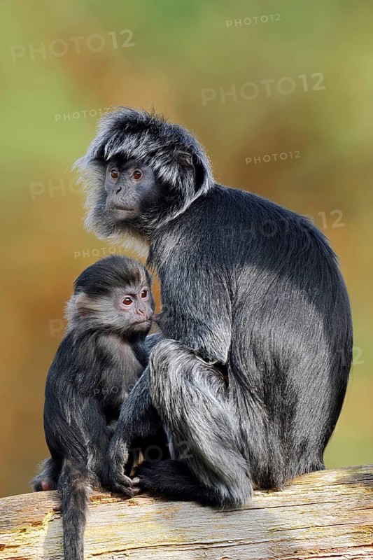 Javan lutung (Trachypithecus auratus), a female and her young sitting on a tree trunk, in captivity, found in Indonesia