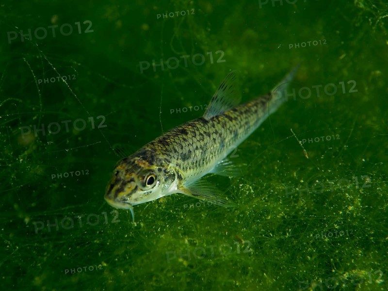 A gudgeon (Gobio gobio) swimming in dense, green algae under water, dive site Klosterinsel, Rheinau, Canton Zurich, Rhine, High Rhine, Switzerland, Germany