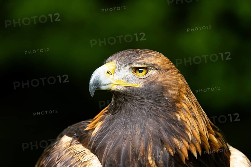 An eagle with an intense gaze and finely detailed plumage against a blurred green background, Golden Eagle (Aquila chrysaetos), adult, animal portrait, in winter, Šumava, Czech Republic