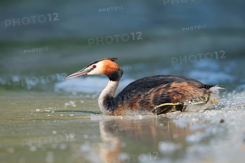 A great crested grebe (Podiceps cristatus) resting on the lakeshore, Lake Constance, Baden-Württemberg, Germany