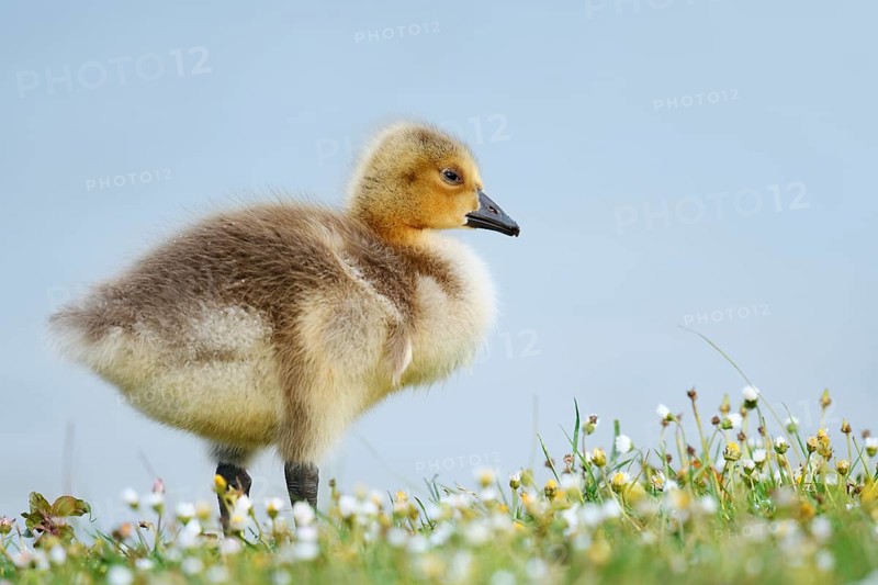 A Canada goose (Branta canadensis) chick stands in a meadow full of daisies, North Rhine-Westphalia, Germany