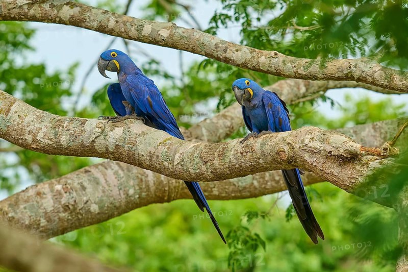 Two blue hyacinth macaws rest on a branch in green surroundings, Hyacinth Macaw (Anodorhynchus hyacinthinus), Bonito, Pantanal, Brazil