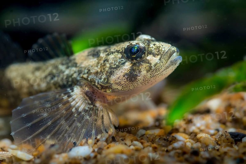 Bullhead, Cottus Gobio, European Bullhead, Millers Thumb, Mühlkoppe, Westgroppe, Common Bullhead, Fish, Fishes, Rivers, Freshwater Sculpin, Pisces