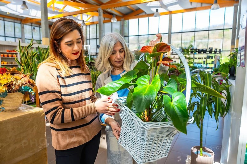 Two women, a senior and a younger adult, are carefully selecting a vibrant anthurium plant in a white woven basket from a diverse greenhouse nursery with lush greenery
