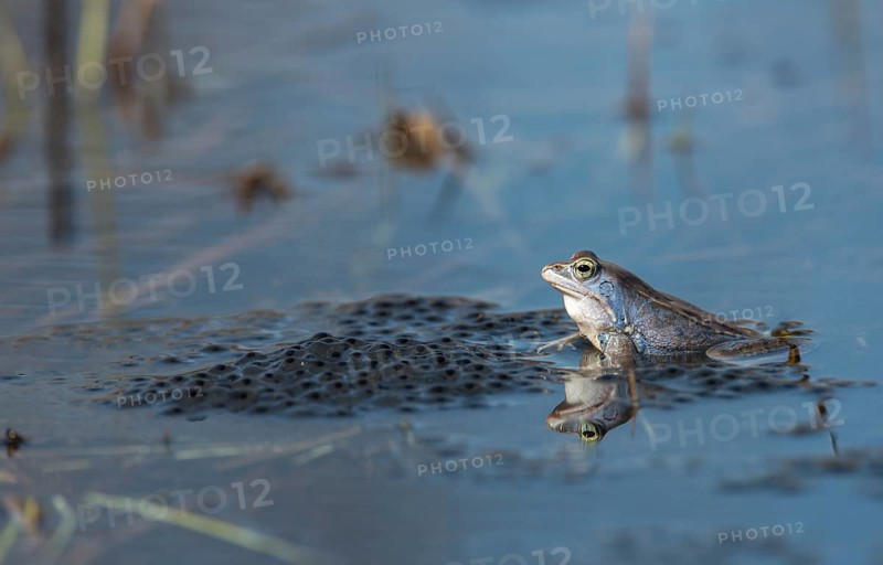 Moor frog, moor frog, rana arvalis, amphibians, amphibians, courtship behavior, courtship display, frog, frog, spawn, amphibians