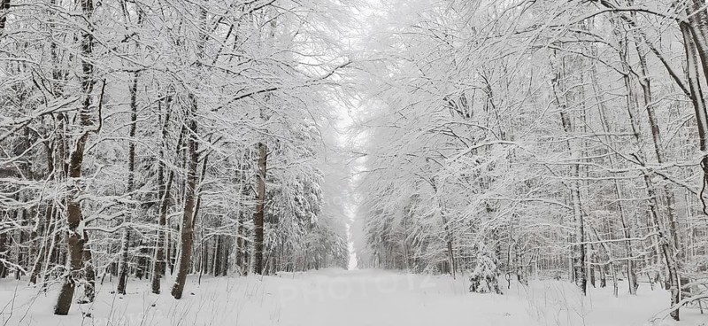 Snow-covered avenue between trees with a quiet atmosphere, hiking in winter, Rennsteig near Steinbach am Wald, Frankenwald nature park Park, Upper Franconia