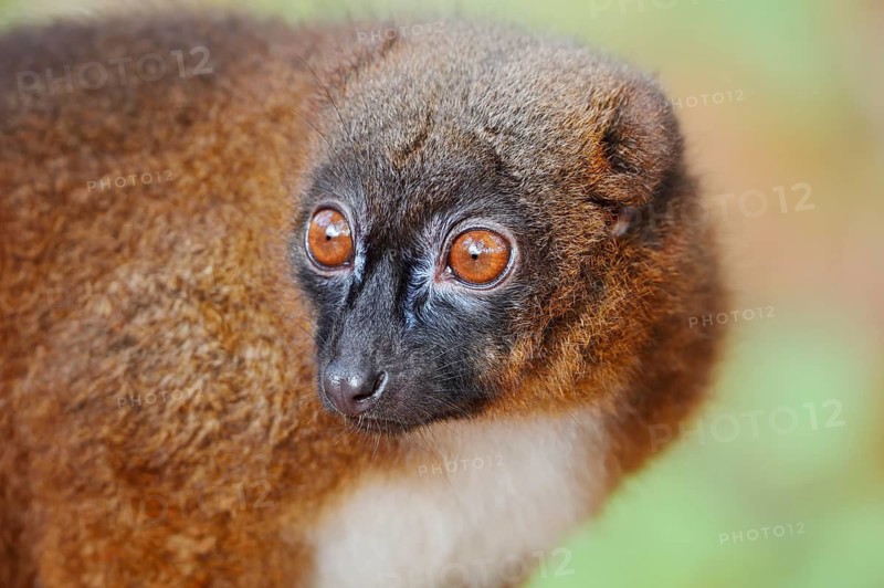 Red-bellied lemur (Eulemur rubriventer), female, portrait, in captivity, found in Madagascar