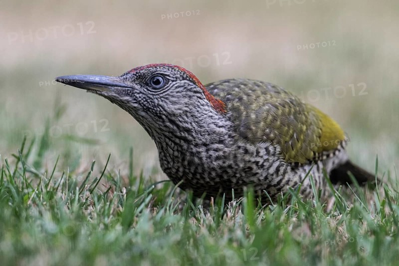 Young green woodpecker (Picus viridis), Emsland, Lower Saxony, Germany