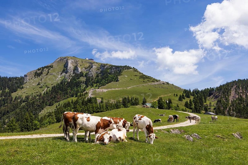 Austria, province of Salzburg, Salzkammergut, Sankt Wolfgang, Schafbergalm with Schafberg, alpine landscape with cattle