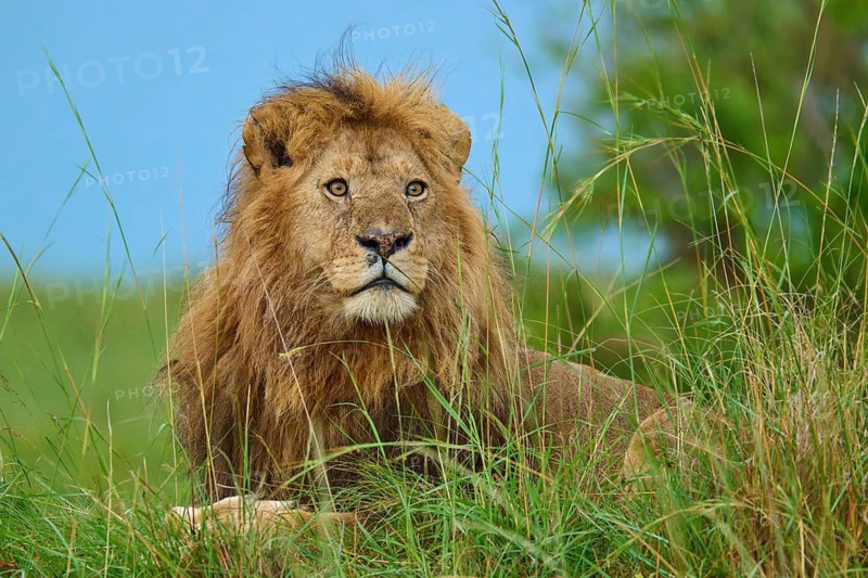 A lion watches its surroundings from the grass of the savannah beneath a blue sky, lion (Panthera leo), Masai Mara National Reserve, Narok County, Kenya
