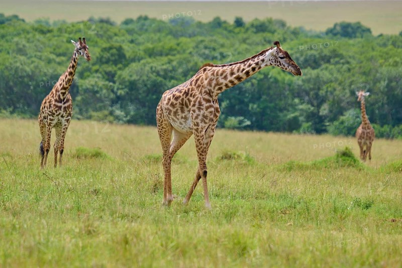 Giraffes in a vast, green landscape that exudes tranquillity and balance, Masai giraffe (Giraffa camelopardalis), Masai Mara National Reserve, Narok County, Kenya